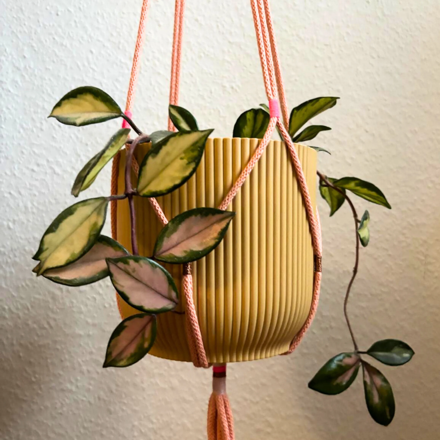 Pflanzenhänger "peach"